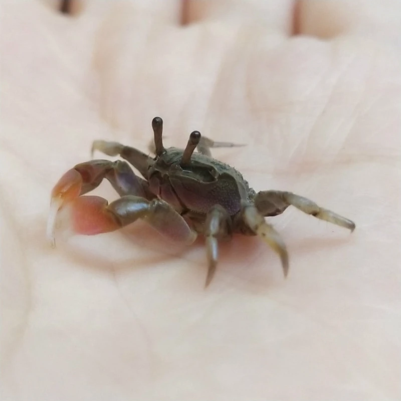 迷你辣椒蟹活体深水观赏蟹吃虫除藻淡水蟹鱼缸爬宠豆豆蟹宠物螃蟹