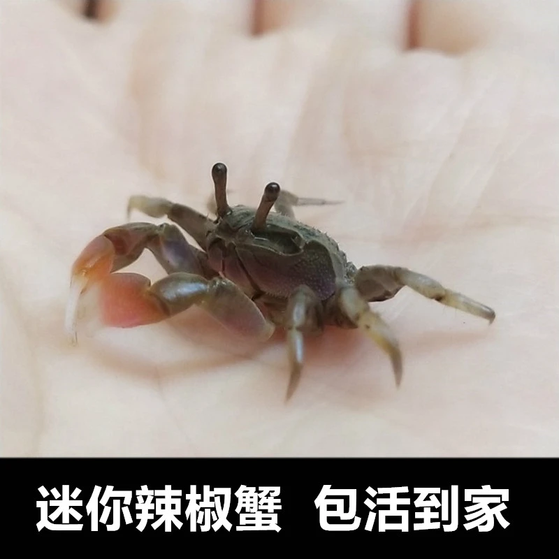 迷你辣椒蟹观赏蟹活体宠物螃蟹吃虫除藻淡水蟹鱼缸爬宠豆豆蟹