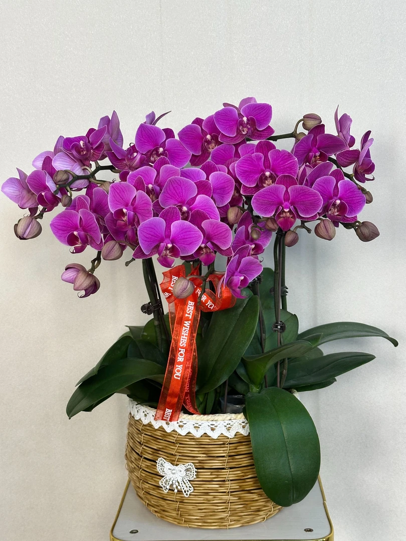 蝴蝶兰【福星】室内花花佛山源头基地多样性发货