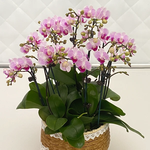 蝴蝶兰【小仙女】室内花花佛山源头基地直发