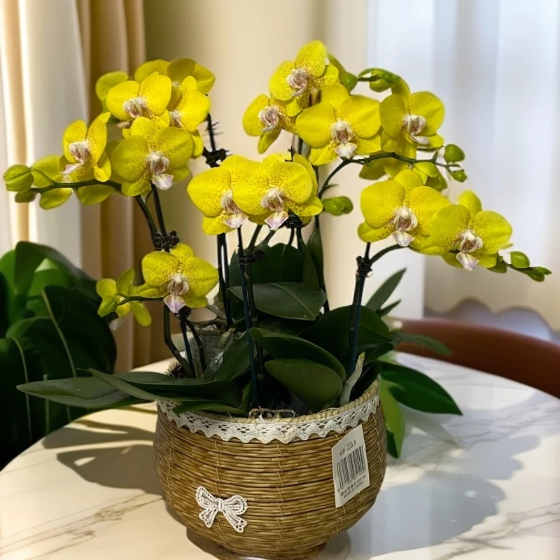 蝴蝶兰【香菠萝】室内花花不带盆佛山源头基地多样性发货