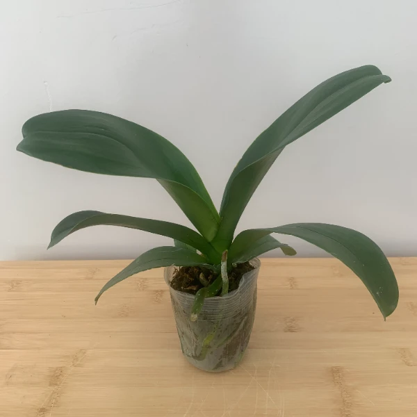 蝴蝶兰苗随机发货 室内花花不带盆佛山源头基地直发