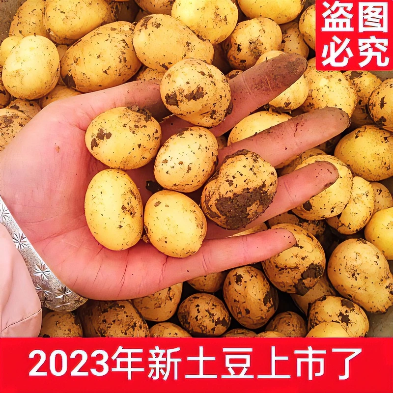 【抢购中】湖北农家自种植迷小土豆黄心洋芋马铃薯新鲜蔬菜皮薄现发