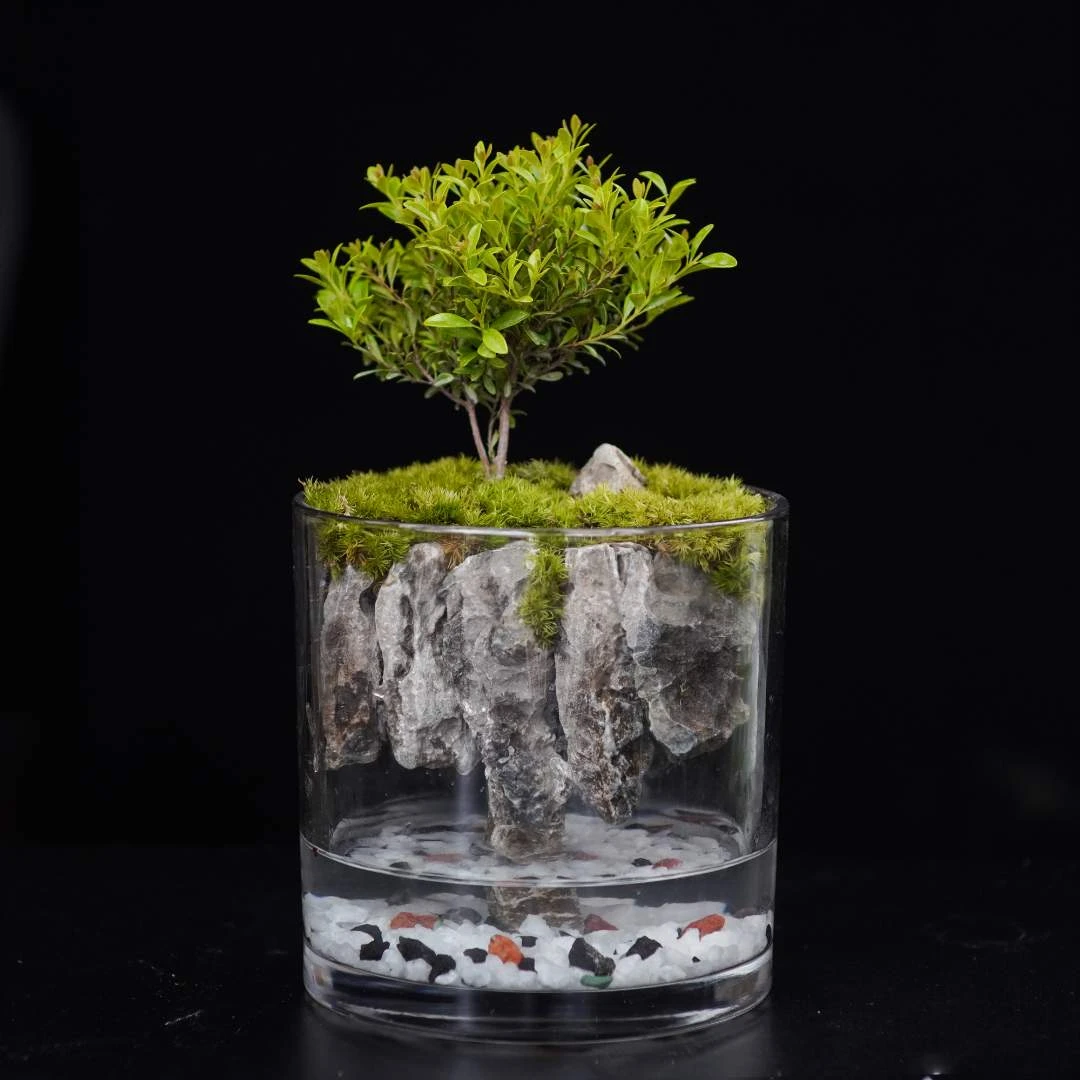 【苍苔入境】悬山-小叶赤楠桌苔藓绿植创意微景观鱼缸15*15防辐射