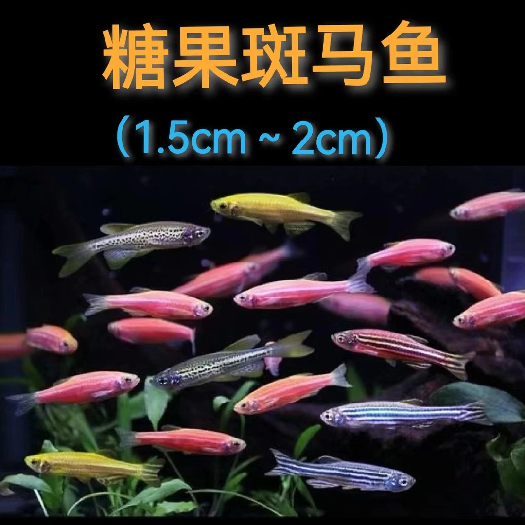 群游炫彩糖果斑马鱼套餐(入缸后不包损)