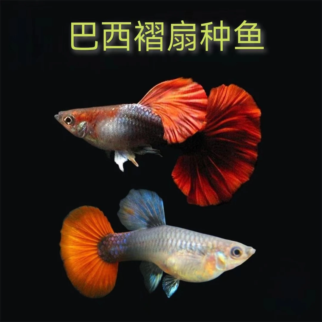精品纯种巴西褶扇种鱼好养套餐(入缸后不包损红头鱼观赏鱼小型