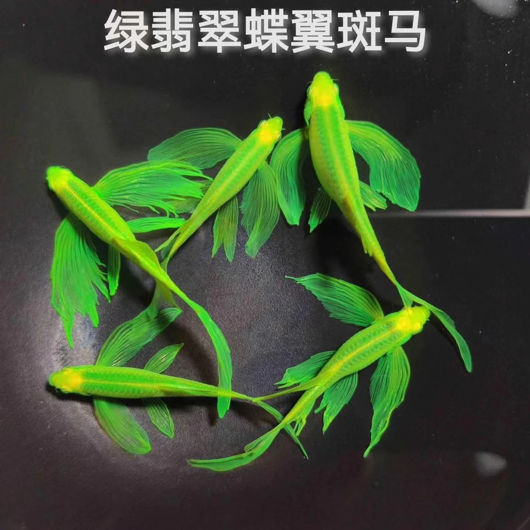 精品长尾长鳍蝶翼斑马 淡水鱼 （入缸后不包损）