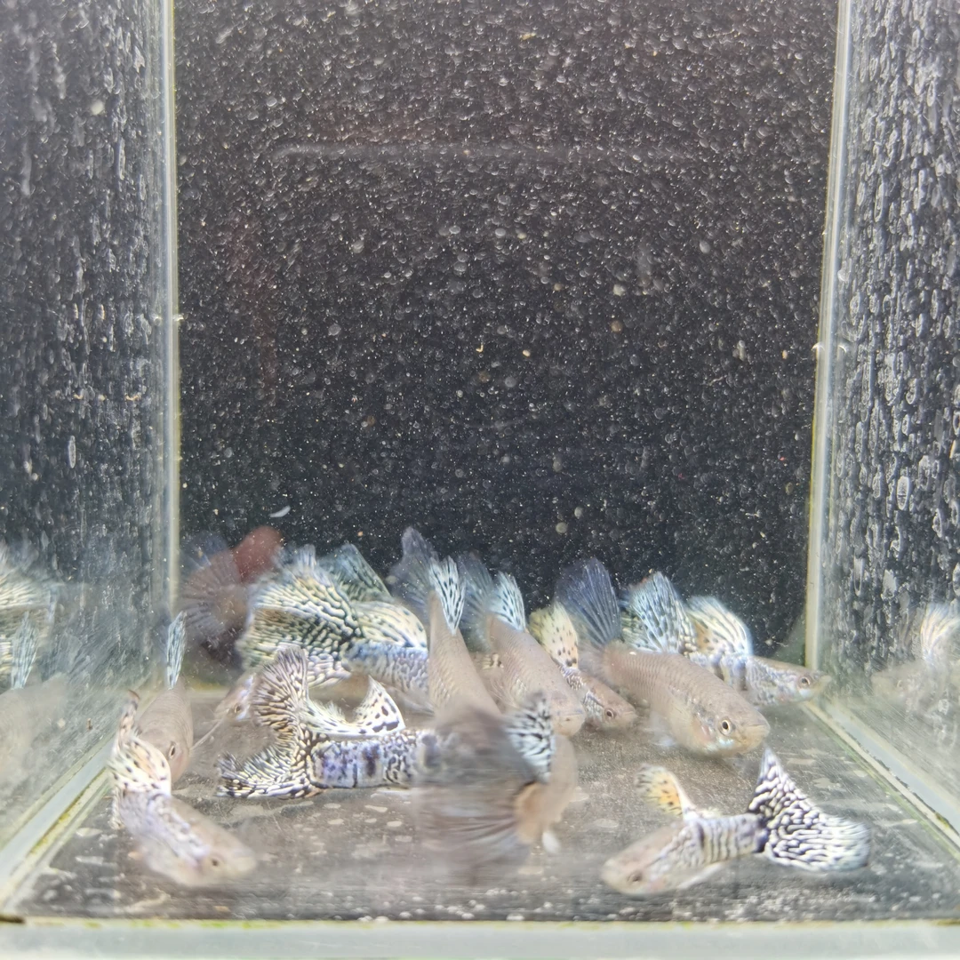 虎斑蛇王精品淡水孔雀种鱼（入缸后不包损）