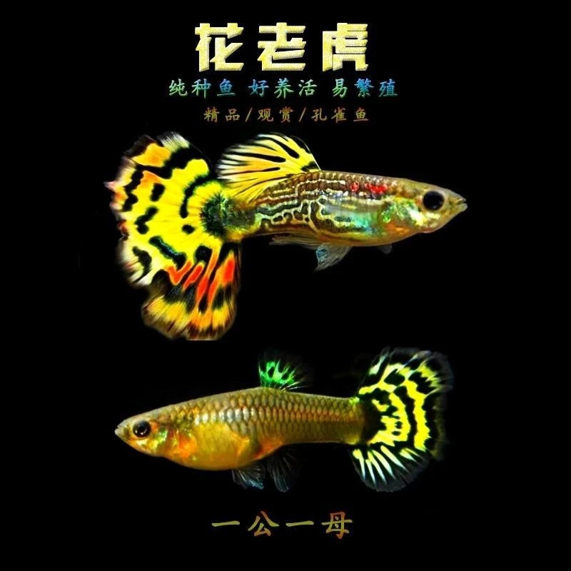 蛇纹花老虎热带精品种鱼套餐（入缸后不赔付）