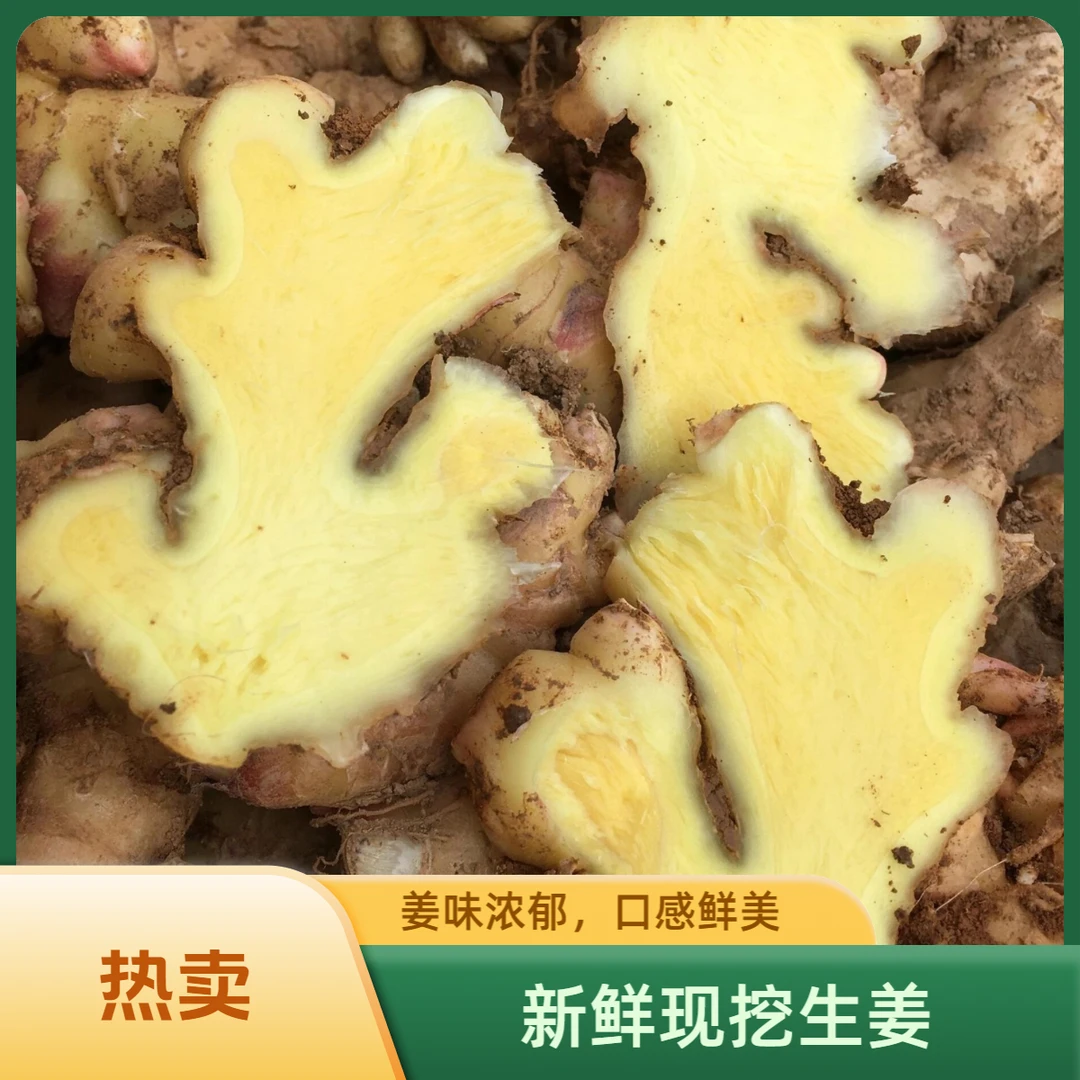 （产地直供）正宗云南高山小黄姜现挖现发生姜老姜调味佳品高山种植