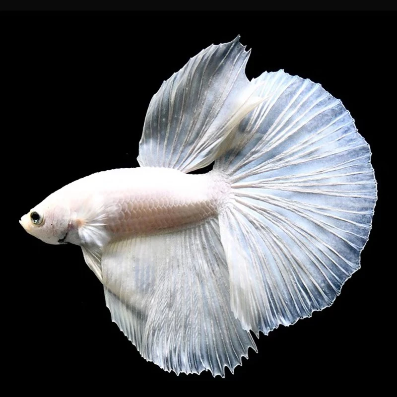 鱼乐园 D1(1-24)泰国斗鱼半月狮王小型热带鱼观赏活体发货