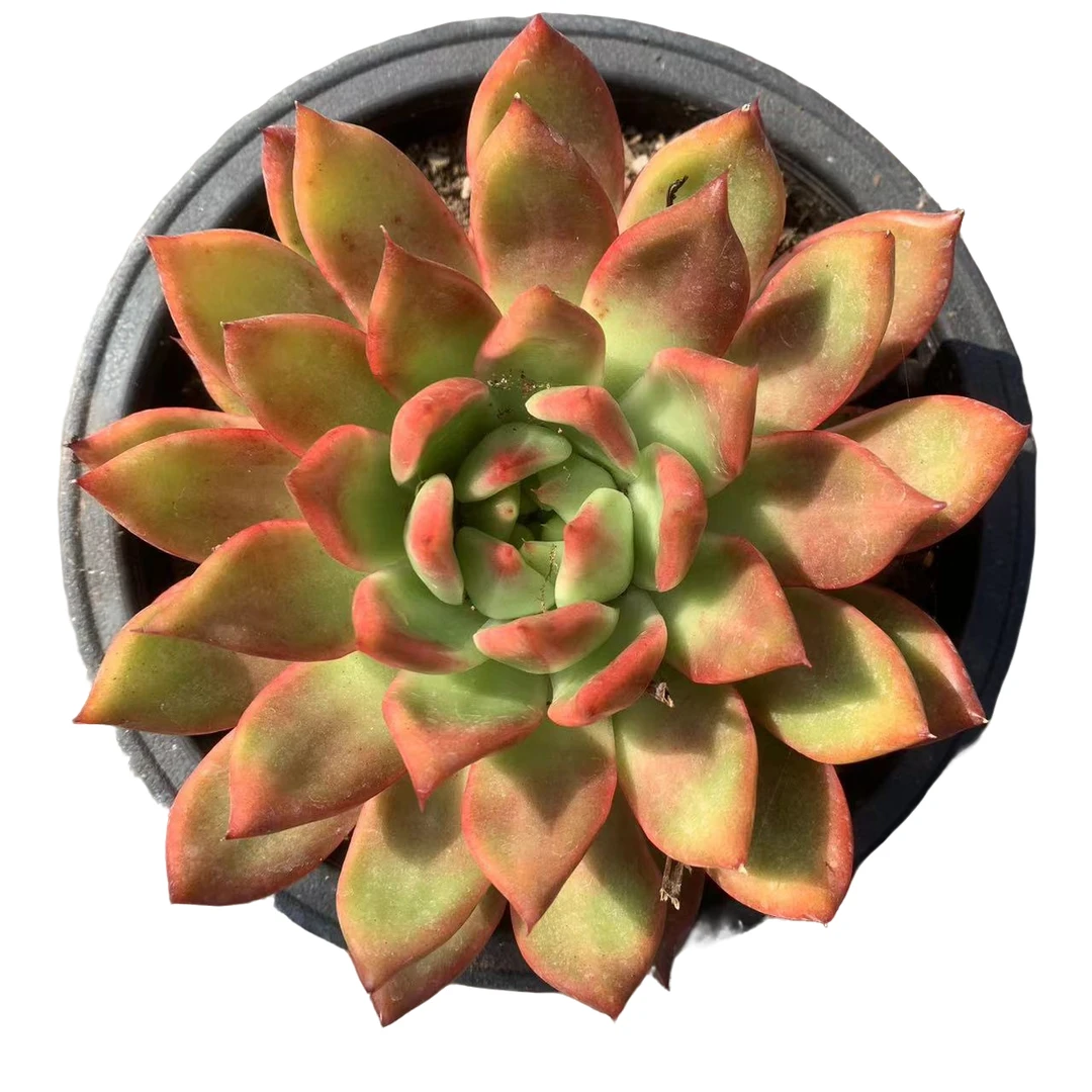 彪哥多肉园艺  佛兰克 多肉植物  果冻橙色 净化空气 防辐射甲醛