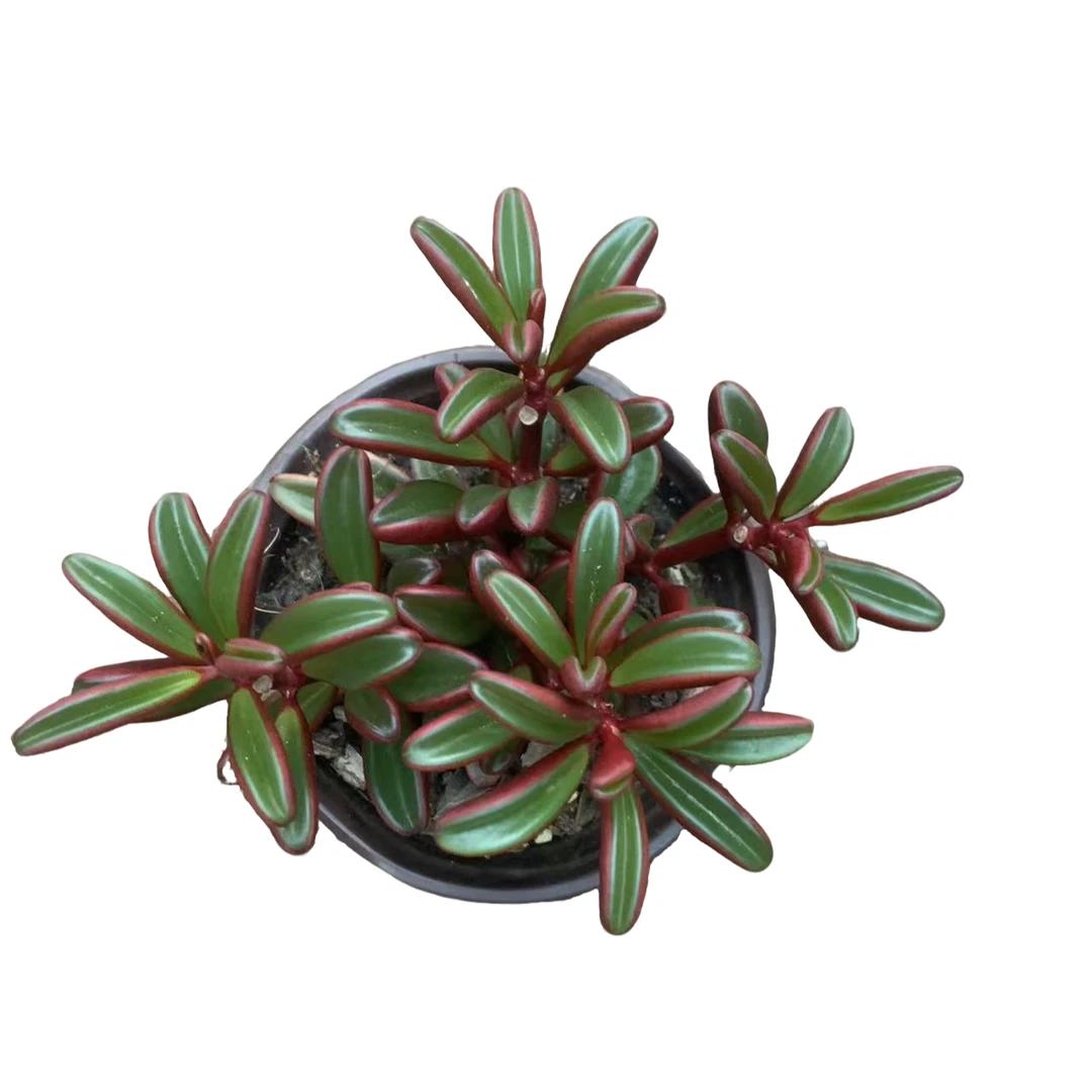 红背椒草多肉植物多肉植物  颜色鲜艳 净化空气 防辐射甲醛