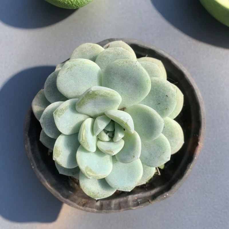 彪哥多肉园艺 冰玉 多肉植物  果冻橙色 净化空气 防辐射甲醛