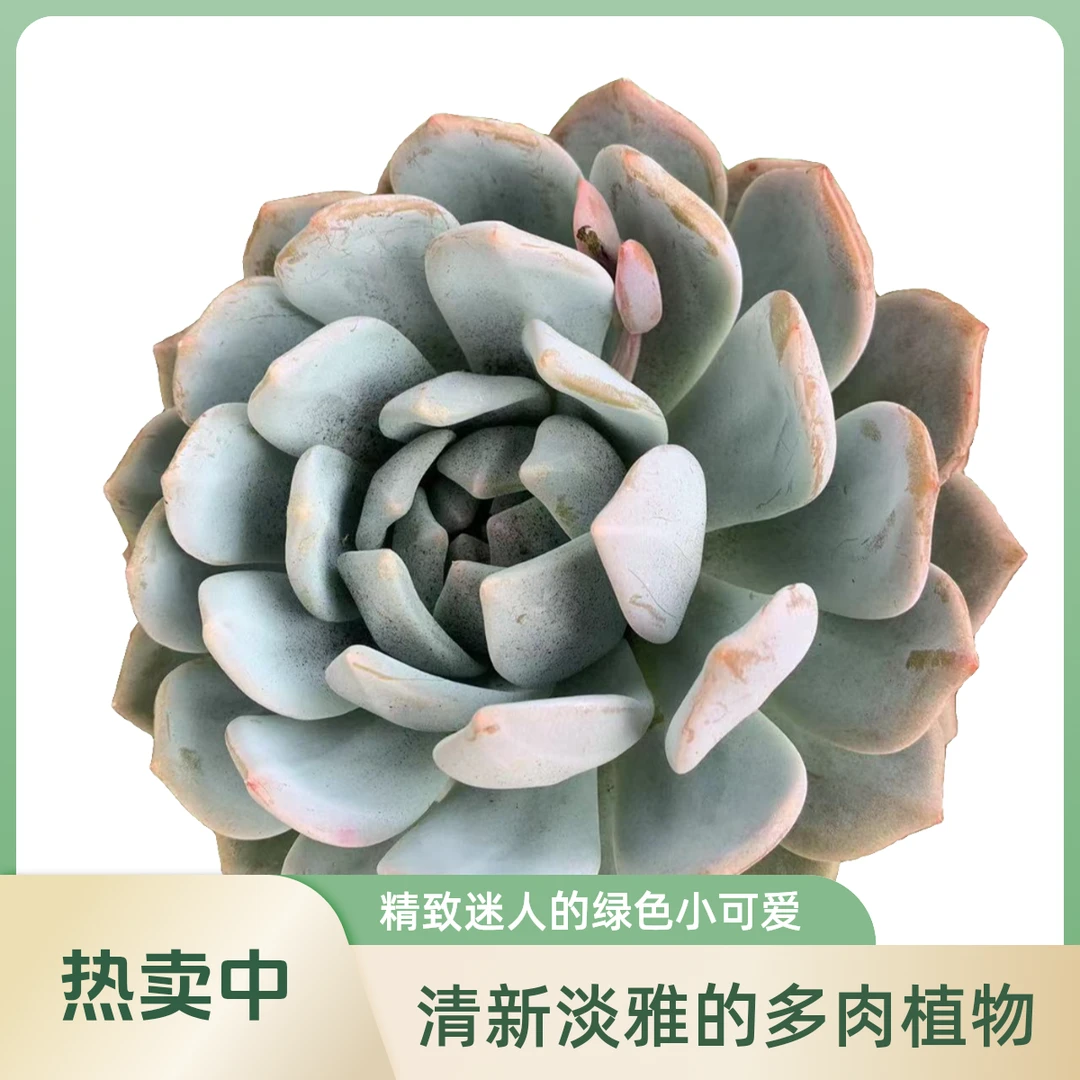 橙梦露多肉植物山地玫瑰玉露多肉老桩棒叶钱串老桩多肉多肉花卉