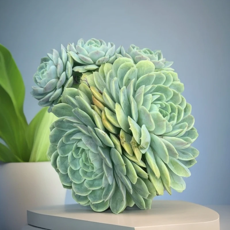 昂斯若多肉植不带盆土   颜色鲜艳净化空气 防辐射甲醛