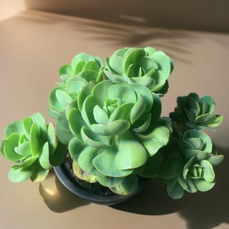 彪哥多肉园艺 大碧桃 多肉植物不带盆土 净化空气  防辐射甲醛