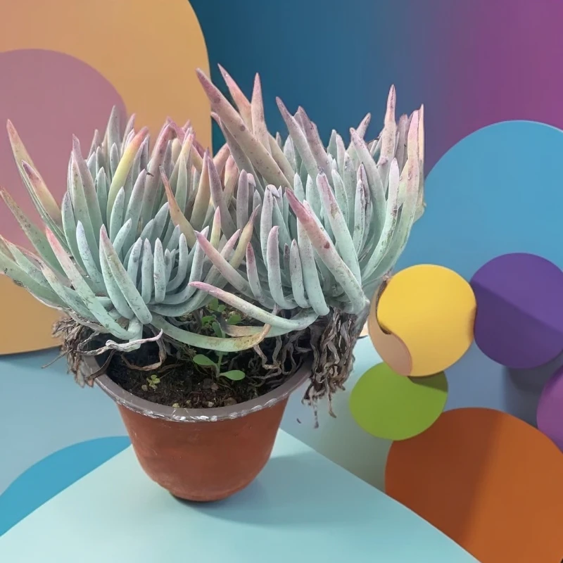 仙女杯 爱杜丽斯多肉植物    颜色鲜艳净化空气 防辐射甲醛