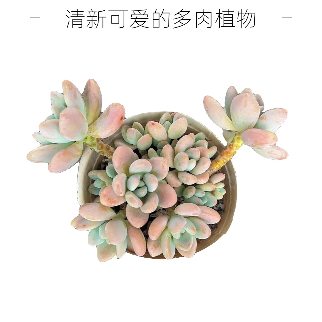 彪哥多肉园艺红洛神多肉植物果冻粉不带盆土净化空气防辐射老桩