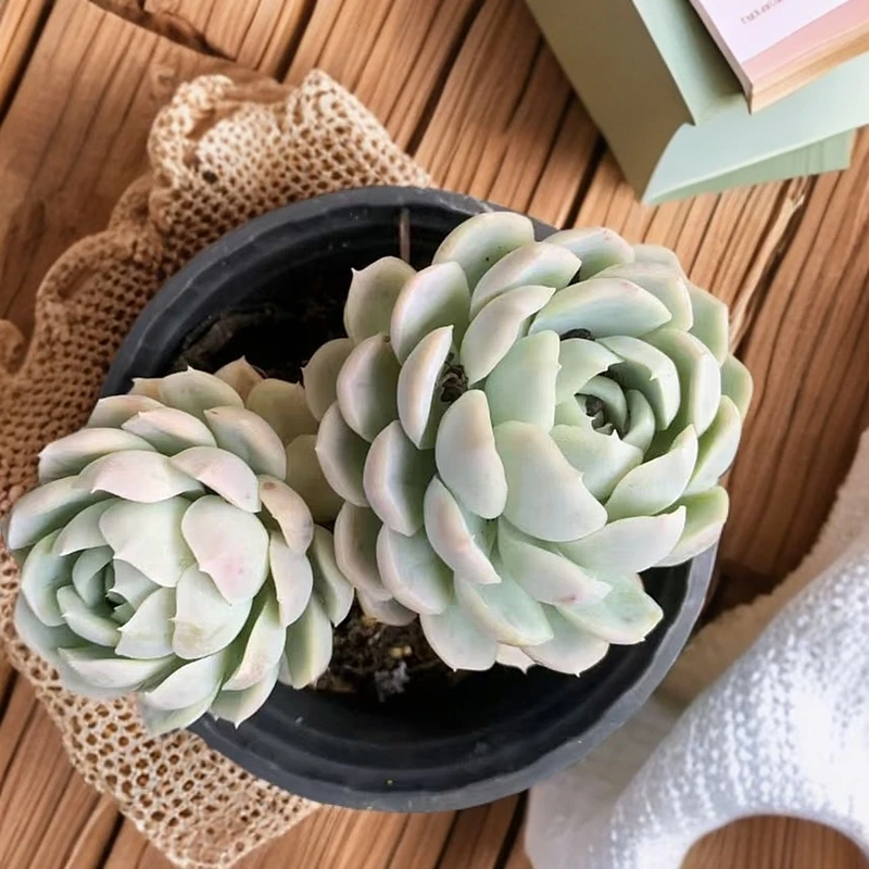 彪哥多肉园艺 雪球多肉植物 不带盆土净化空气  防辐射甲醛