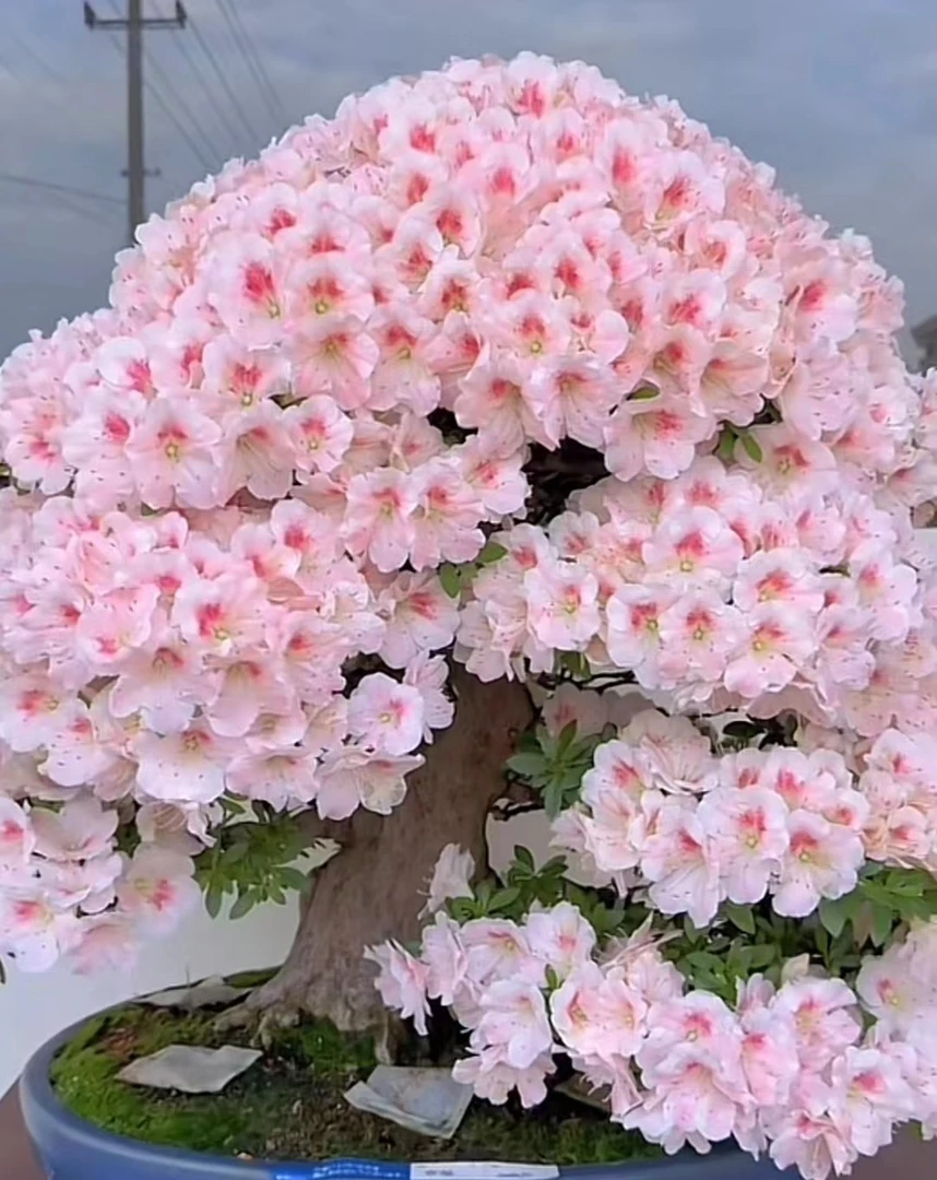 耐寒耐热好养易活杜鹃花阳台露天室内室外盆栽地栽一树多色