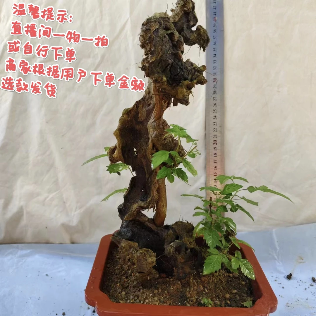 小叶赤楠紫花红花紫薇等绿植盆栽