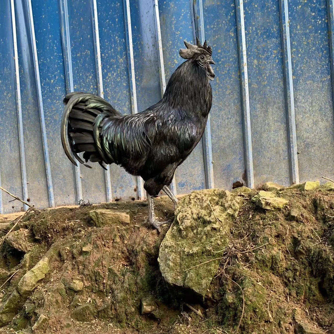 新奇特1年以上纯生态散养盐津乌骨鸡