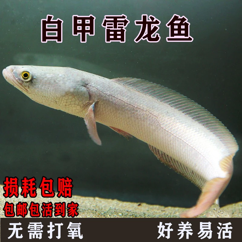 白甲雷鱼白化乌鱼凶猛雷龙黑色变异雷鱼食用鱼无需打氧观赏鱼黑鱼
