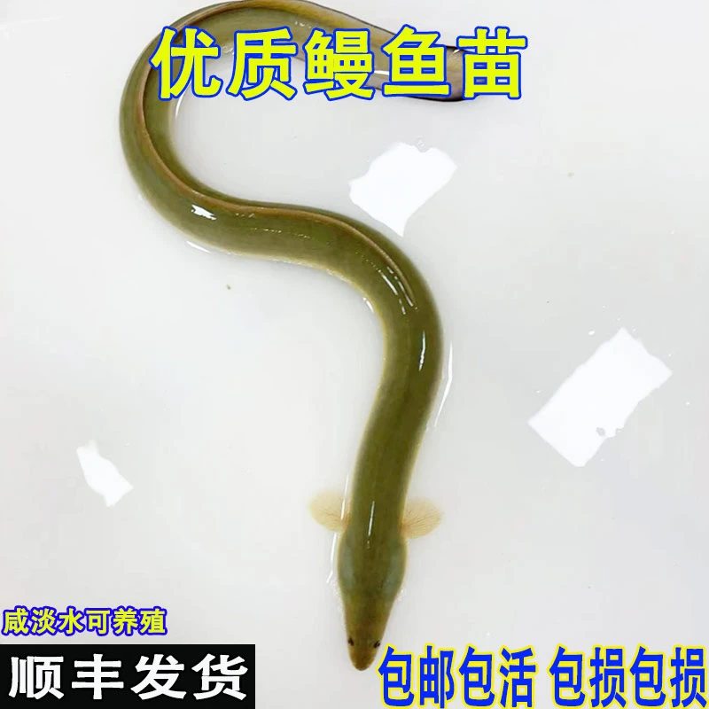 鳗鱼咸水淡水河鳗白鳗鱼鱼缸鱼塘养殖食用鱼观赏鱼白鳝鱼鲜活