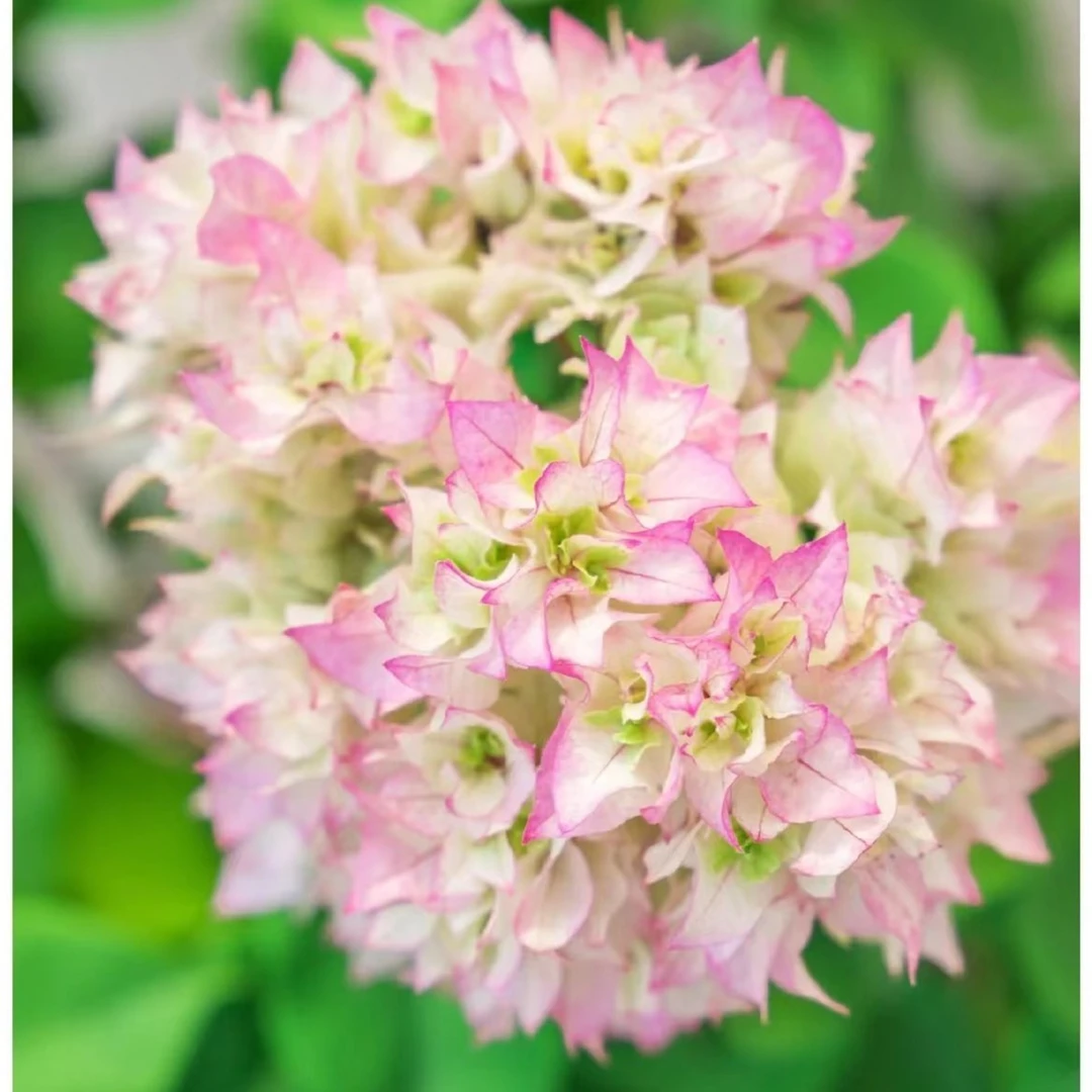 【重瓣怡景】三角梅四季开花可爬藤可垂丝不带花