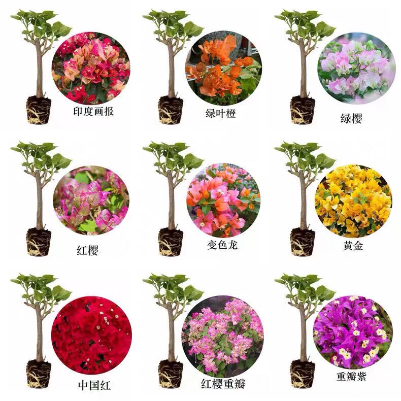 三角梅品种苗四季勤花(中国红四季红重瓣红等)