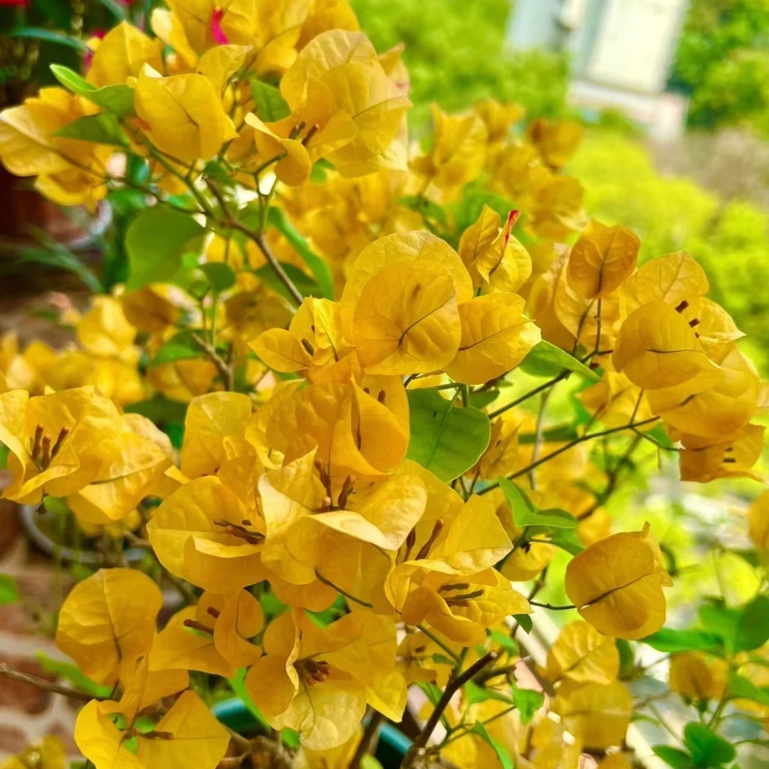 三角梅四季开花可爬藤可垂丝不带花