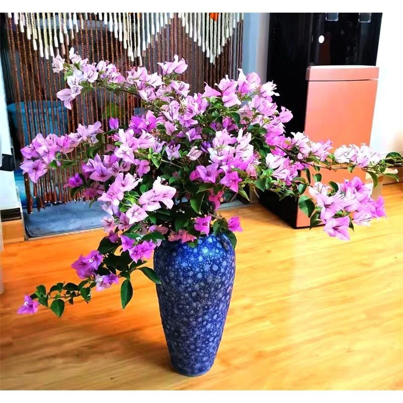 三角梅四季开花可爬藤可垂丝不带花不带盆发货