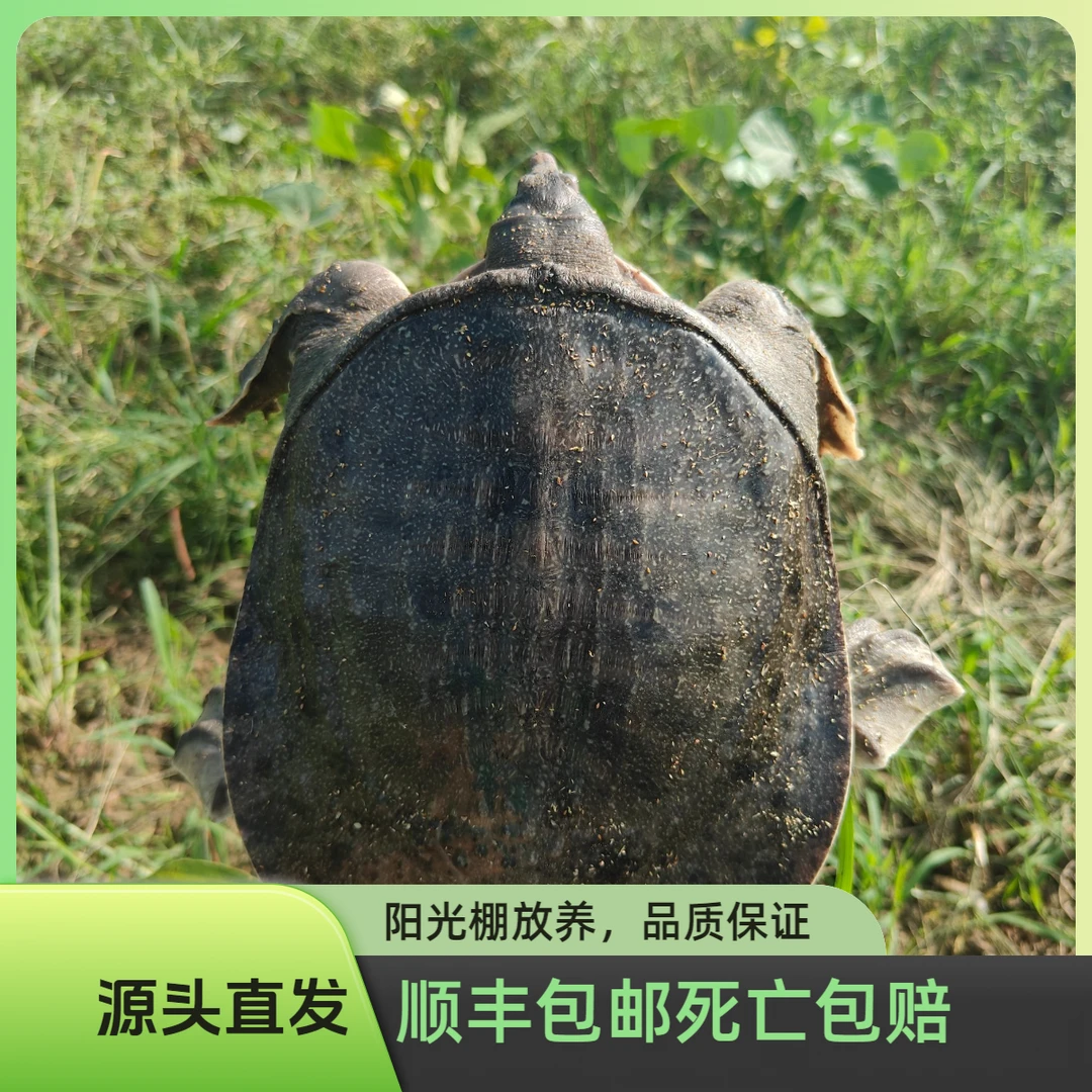 【幺妹】3只甲鱼到手总重6~7斤颜色随机公母随机水鱼团鱼中华鳖