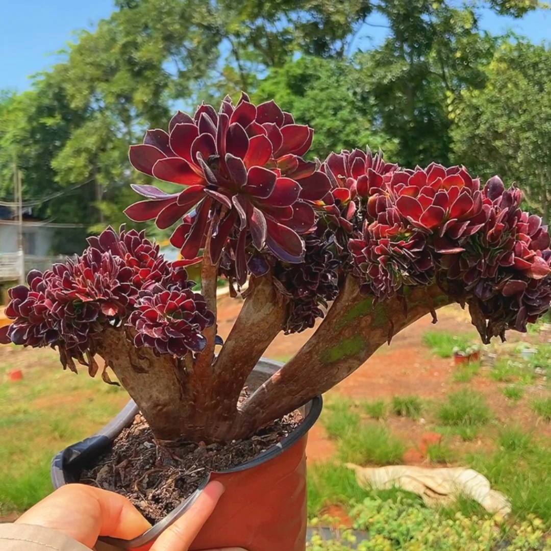 晨露多肉 欧紫法师缀化