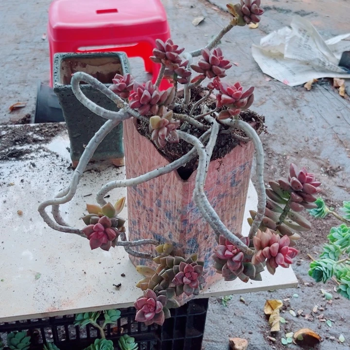 大盆整桩姬拢月多肉