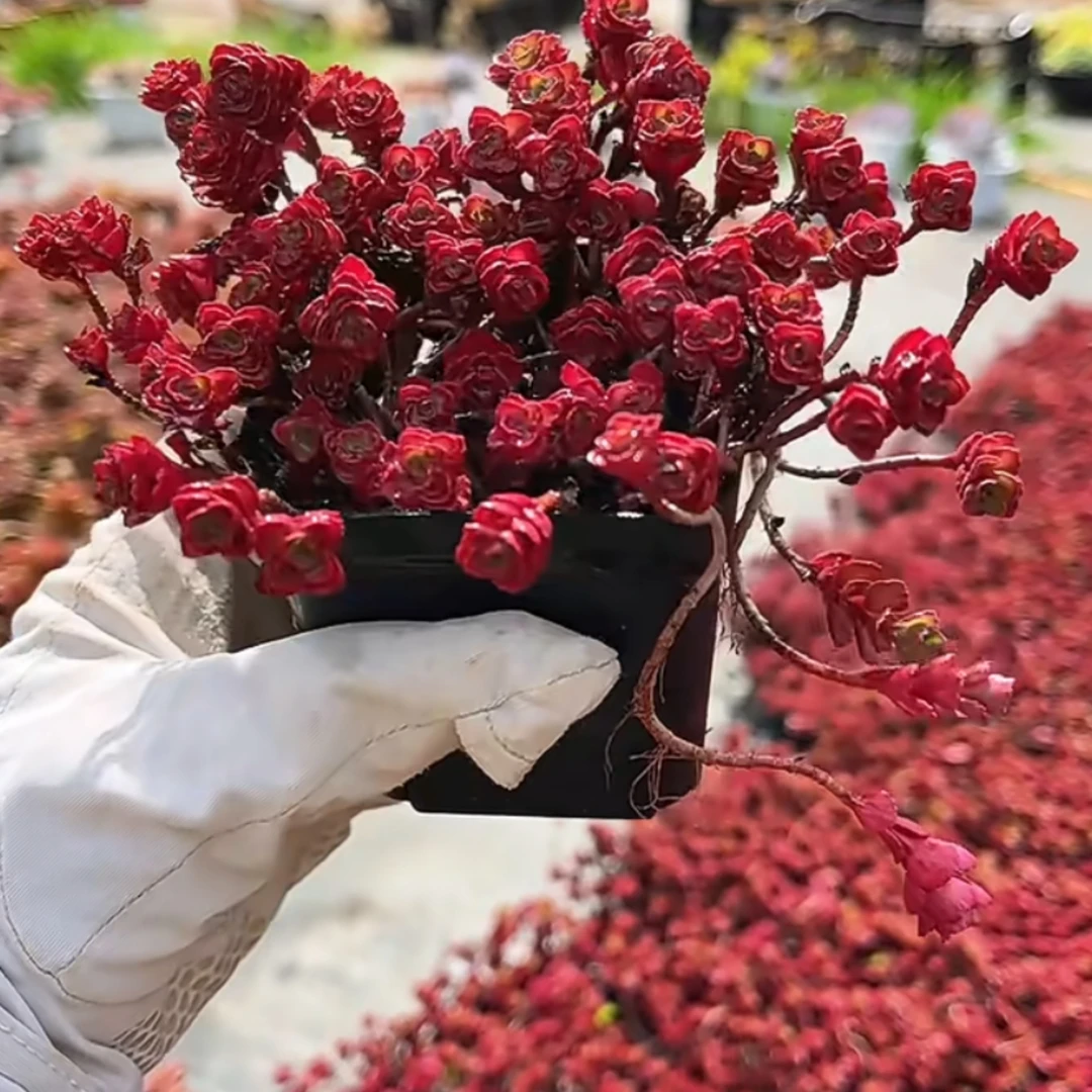 晨露多肉     小球玫瑰