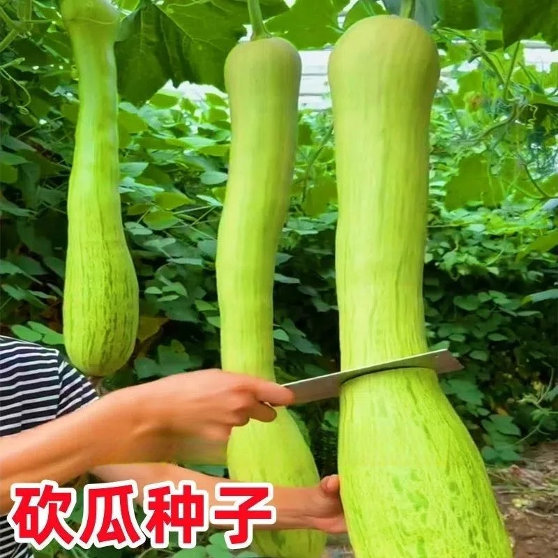 砍瓜种子四季吊瓜种瓜果种子春天阳台庭院蔬菜种子