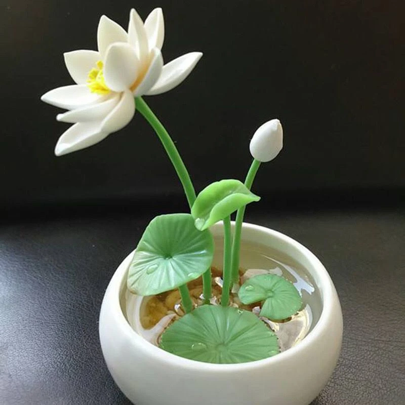 碗莲种子已开口四季播种水培植物睡莲荷花种子室内分在绿植花卉