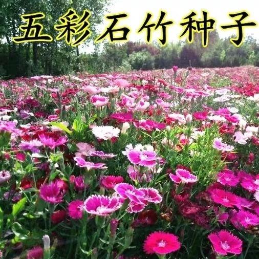 石竹花种子四季阳台盆栽活须苞石竹常夏石竹美国石竹花春播