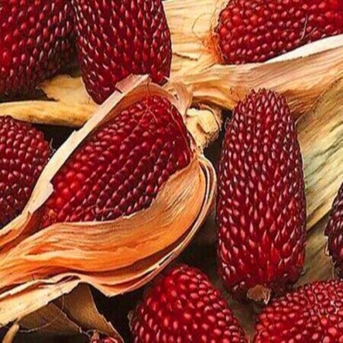 甜水果玉米种子大棒甜糯草莓菠萝玉米早熟南方春夏秋季播