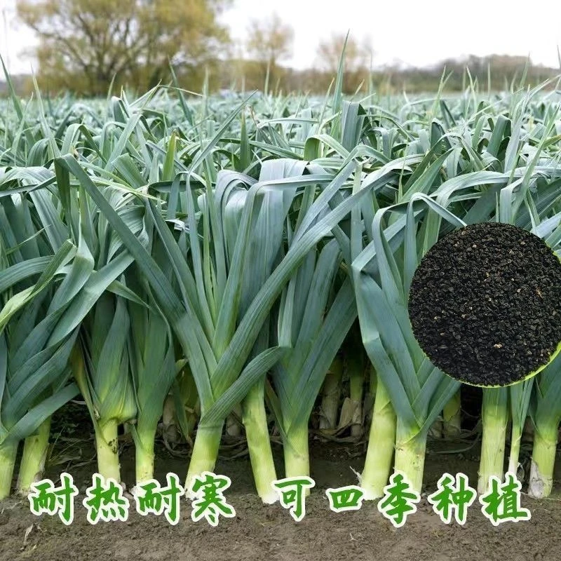 红皮宽扁叶蒜苗种子一年四季三茬连续均可种植蒜苗种籽蒜种子蒜苗