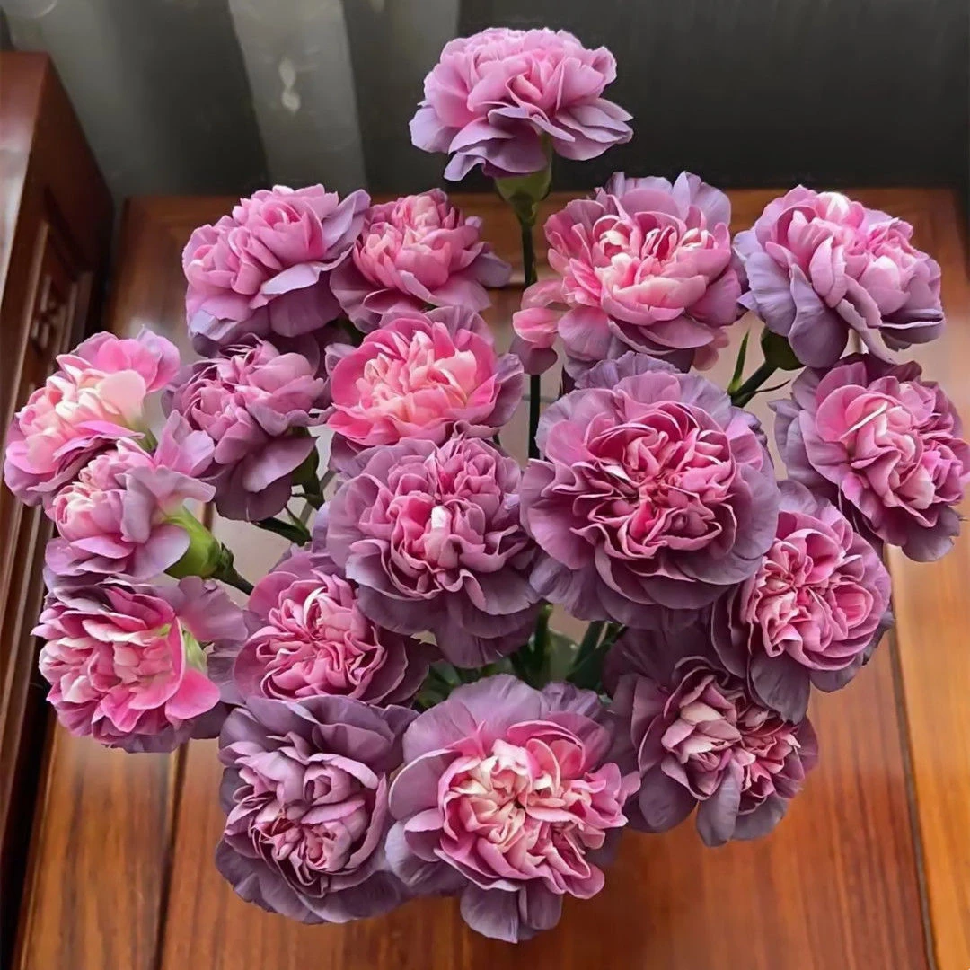 四季开花阳台花草种子康乃馨种子室内活重瓣庭院送花送亲人种子