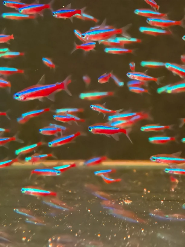 野宝 进口宝莲灯南美观赏鱼