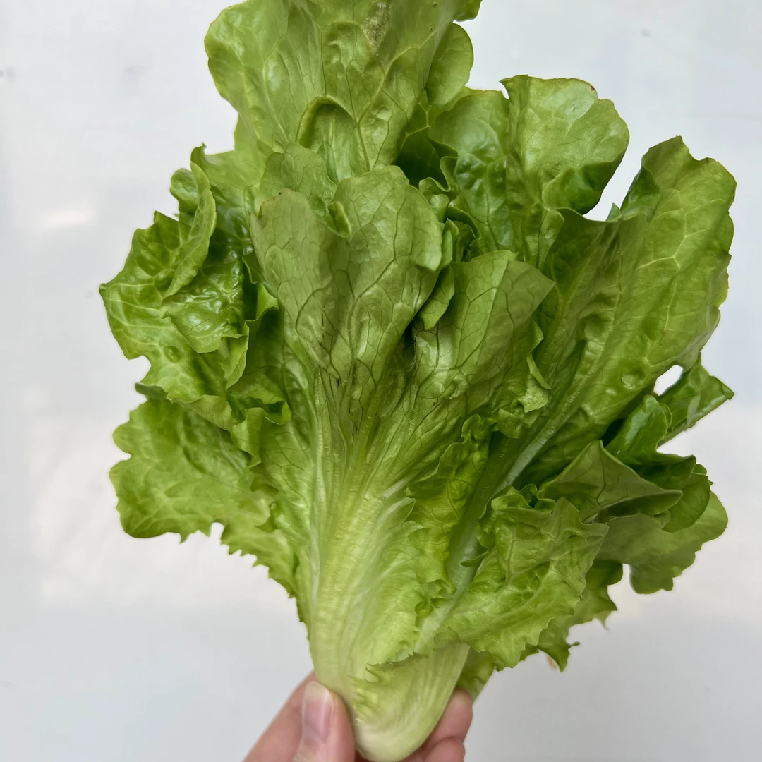 【2斤/4斤生菜】 正宗当季新鲜蔬菜现摘现发包邮