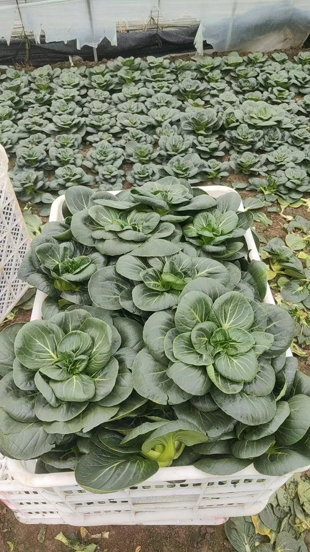 助农【3斤/5斤苏州青矮脚青菜】黑菜当季新鲜蔬菜现摘现发包邮叶菜