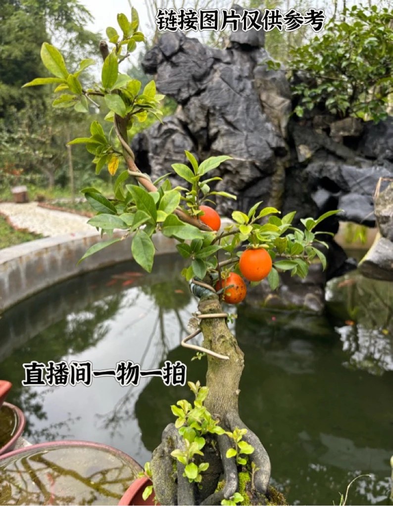 润和园艺 金弹子 直播间一物一拍专用链接 (请勿随意下单)
