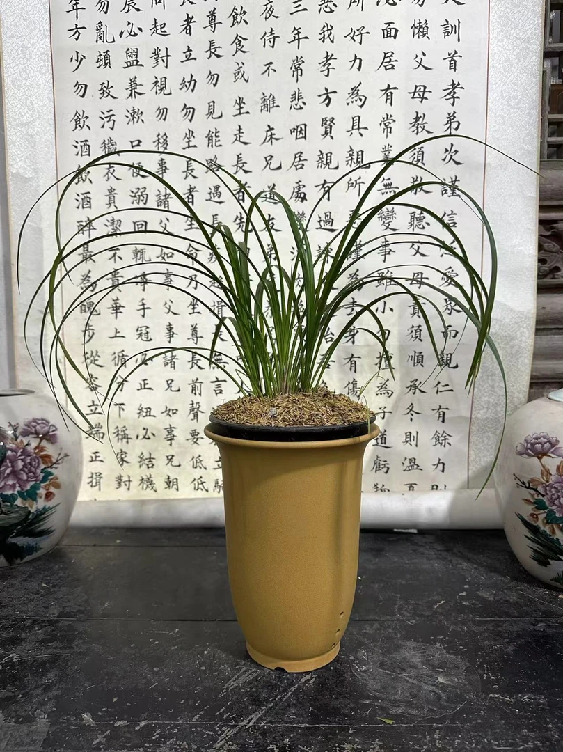 一物一拍   四川春剑、春兰  幽香 浓香、 自然种植 好养