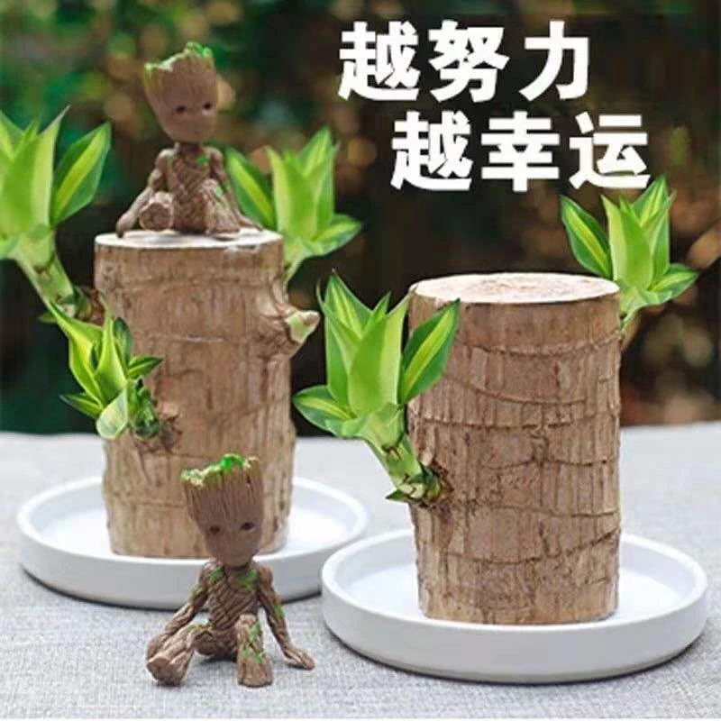 水培养殖新巴旦木清新开花好看巴西木【基地直销】正宗水培好养优选