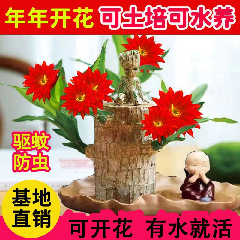 【巴西木带芽】绿植盆栽木人四季客厅水培室内外精品颜色飘香水培植